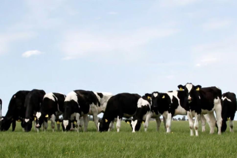 software voor handel in melk en zuivelingrediënten kopie 2